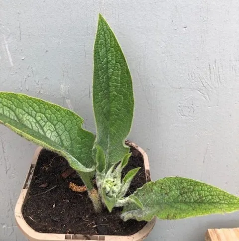 Jonge Bocking 14 smeerwortel in een kleine pot